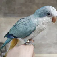 طوطی راهب کواکر|پرنده|اصفهان, شهرک کاوه|دیوار