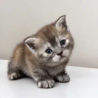 بچه گربه بریتیش با رنگ و فیس خاص
