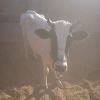 گستر زه اول