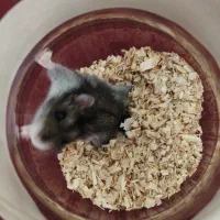 همستر خانگی