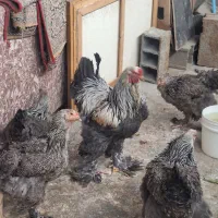 مرغ و خروس برهما دارک|حیوانات مزرعه|امامزاده عبدالله, |دیوار