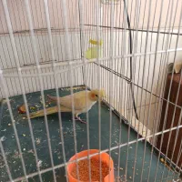 جوجه عروس هلندی. قناری|پرنده|شیراز, سعدیه شمالی|دیوار