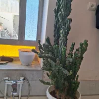 کاکتوس زنده و سر حال