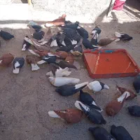 دمسفیدکبوتربدره،هستم،ارسال،وحضوری