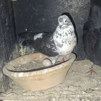 گمشده