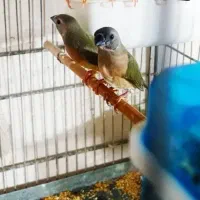 فنچ کراواتی و گلدین|پرنده|برازجان, |دیوار