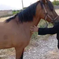 فروش اسب مادیون|اسب و تجهیزات اسب‌سواری|شیراز, جوادیه|دیوار