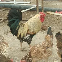 سلام به عوامل دیوار خدا قوت