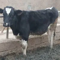 گوساله هلشتاین