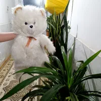 خرس بزرگ قد 80|اسباببازی بچه|سبزوار, قاضی زاد|دیوار