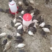 بلدرچین معمولی