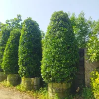 یاس هلندی غول پیکر|گل و گیاه طبیعی|کلاچای, |دیوار