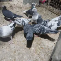 کبوتر جفتگاه