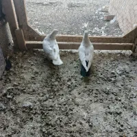 3تا غریب گیری|پرنده|شهریار, شهرک وائین|دیوار