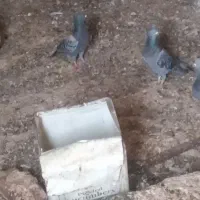 کفتر پلاکی کلاهی نروماده