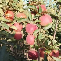 انواع گردو پیوندی مناسب منطقه شما|خدمات باغبانی و درختکاری|اراک, |دیوار