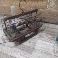 دوعدد سهره یکی نر یکی ماده ی ماه قفس ریز خوانی میک