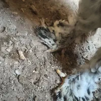 یک جفت مرغ و خروس برهما فول کیفیت