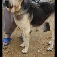 توله پژدر|سگ|تویسرکان, |دیوار