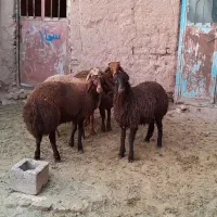 ۶ راس میش داشتی و ۴ راس بره ریز قلم پشم شیر|حیوانات مزرعه|نیشابور, شهرک فرهنگیان|دیوار