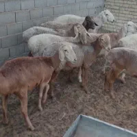 12راس بره ماده چینی، افغانی