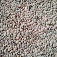 عدس محلی دیم