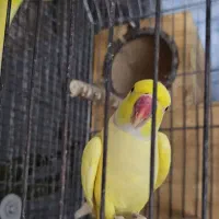 جفت طوطی ملنگو لوتینو مولد