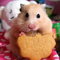 همسترهای فسقلی .بندانگشتی هدیه جذاب ودوستداشتنی|موش و خرگوش|اصفهان, بهاران|دیوار