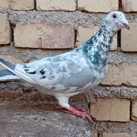 کفتر سار ماده