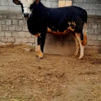 ورزا کوله چالوسی لوکس