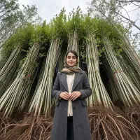 نهال صنوبرنیگرای ترکیه مخصوص آب وهوای اردبیل