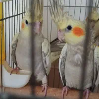 دو عروس هلندی یکی نر یکی ماده