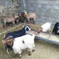 کهره ماده|حیوانات مزرعه|بهبهان, |دیوار