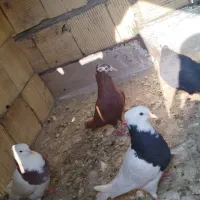 کفتر|پرنده|رامهرمز, |دیوار