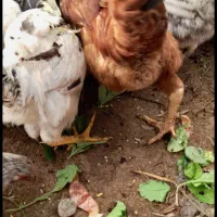 فروش مرغ و خروس|حیوانات مزرعه|رودسر, |دیوار