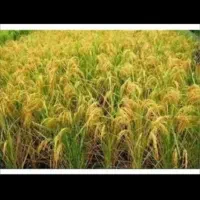 فروش ۱۰ هکتار شالیزار سنتی زیر کشت بر آسفالت|فروش زمین و ملک کلنگی|رشت, بازار|دیوار