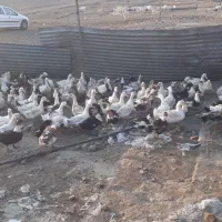 اوردک تخم گذارسالم سرحال قیمت ۳۰۰