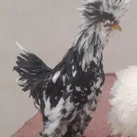 خروس نژاد سلطان