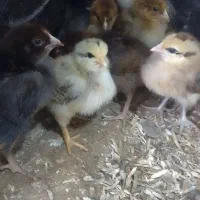 جوجه محلی جوجه بیست روزه|حیوانات مزرعه|کلاچای, |دیوار