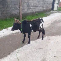 گاو‌لیشه‌چالوسی