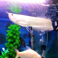 آبزیان اژدهای آب شیرین