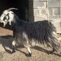 بز داشتی آبستن|حیوانات مزرعه|مرودشت, پشت سایپا|دیوار