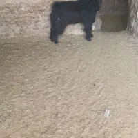 یه راس بزغاله ترکی