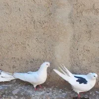 تعداد کبوتر فروشی سفید سیاه کله ای پشدار سبز|پرنده|میاندوآب, |دیوار