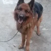 سگ ژرمن شپرد