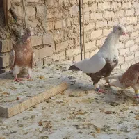 سه عدد لیمویی دمسفید و یک دمقهوه ای دوری|پرنده|اهواز, کیان اباد|دیوار