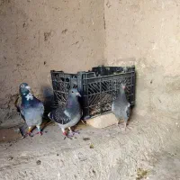 نرو ماده با جوجه|پرنده|سراوان, |دیوار