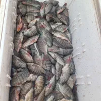 ماهی شانگ بزرگ بفروش میرسد