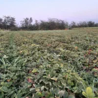 نهال توت فرنگی سابرینا|خدمات باغبانی و درختکاری|آزادشهر, |دیوار