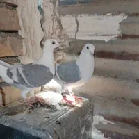 کفتر پشتی|پرنده|شیراز, نصر|دیوار